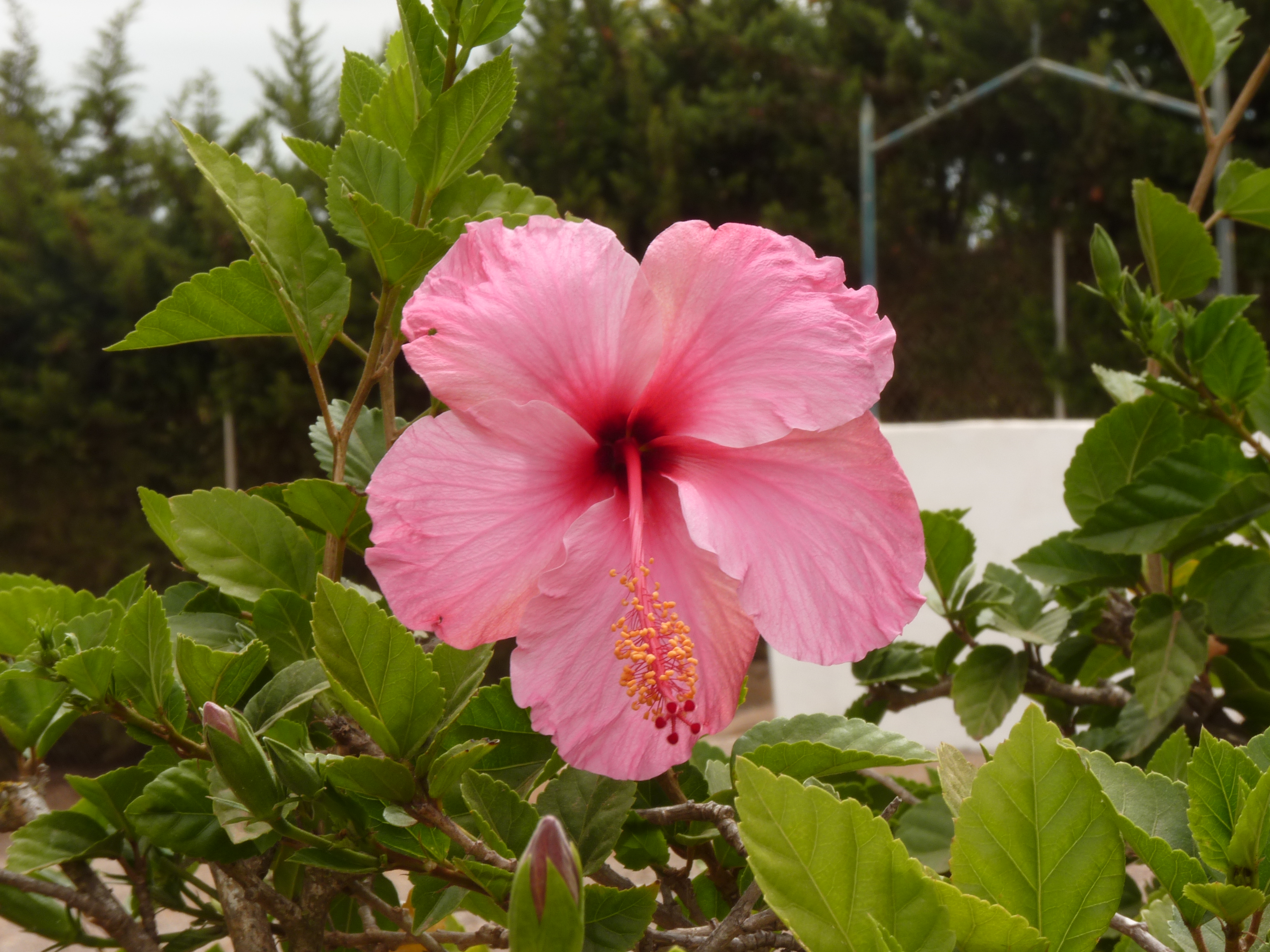 No s'ha trobat l'arxiu